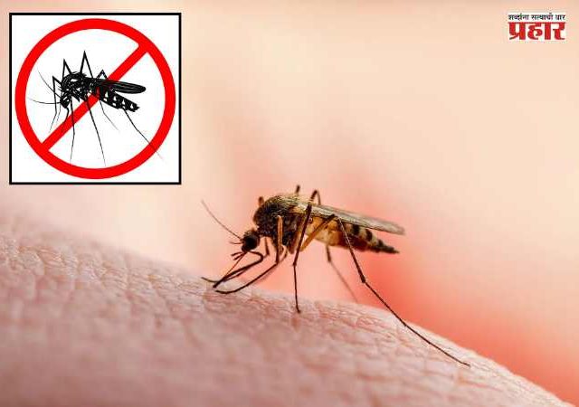 Mosquito Control Tips : पावसाळ्यात घराला डासांपासून कसं वाचवाल? आजारांचा धोका टाळण्यासाठी फॉलो करा 'या' टिप्स