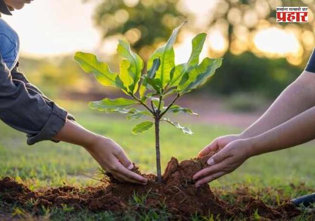 Tree Plantation : प्रकल्पात बाधित होणारी झाडे आता लावणार मुंबईतच