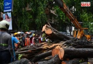 Mumbai Tree Collapse : वादळ आणि पावसात उन्मळून पडणाऱ्या झाडांचे जोखीम मूल्यांकन सुरू