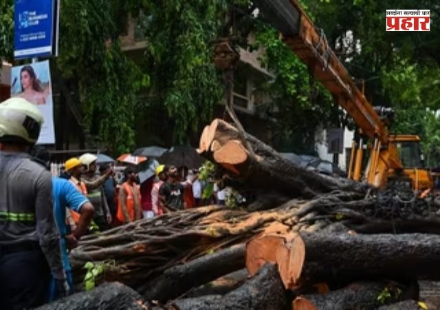 BMC News :'झाडांच्या मुळांची सोनग्राफी करा'