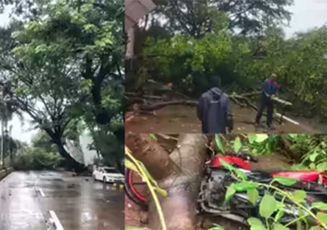 Tree Fall in Santacruz : सांताक्रुझमध्ये झाड पडून ८ जण जखमी