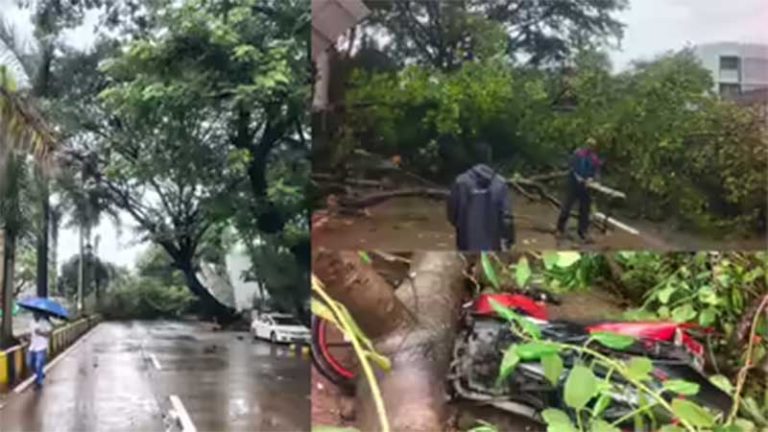 Tree Fall in Santacruz : सांताक्रुझमध्ये झाड पडून ८ जण जखमी