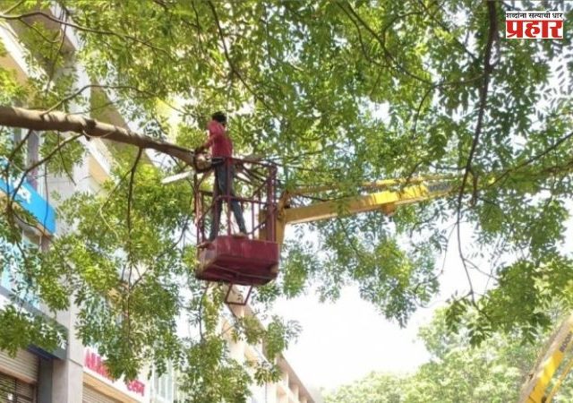 Tree Pruning : वृक्ष छाटणीचे काम करताना वृक्षतज्ज्ञांची नियुक्ती करावी