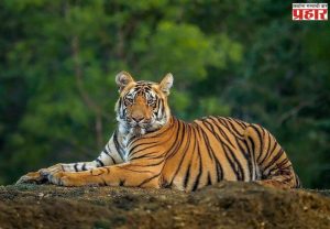 Tiger Population : भारत वाघ संवर्धनात जगात अव्वल; देशात वाघांची संख्या ३,६८२ वर