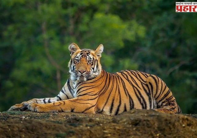 Tiger Population : भारत वाघ संवर्धनात जगात अव्वल; देशात वाघांची संख्या ३,६८२ वर