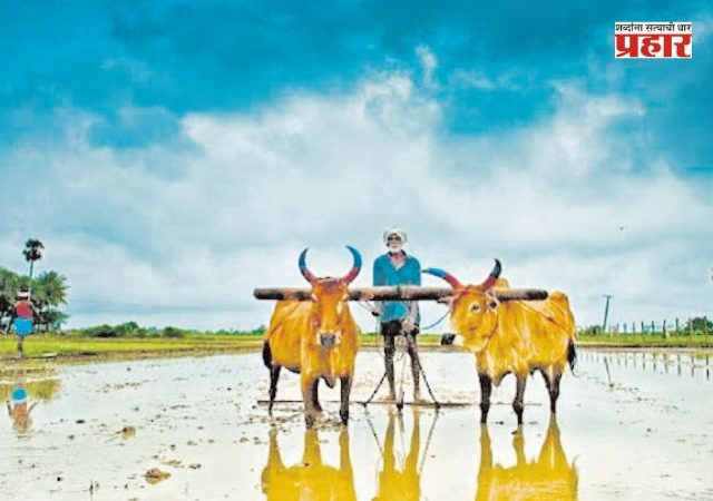 बैलाविना शेतीला मजा नाही!