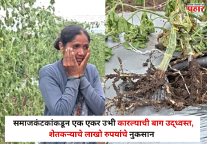 Nashik : संतापजनक ! समाजकंटकांकडून एक एकर उभी कारल्याची बाग उद्ध्वस्त ! शेतकऱ्याचे लाखो रुपयांचे नुकसान