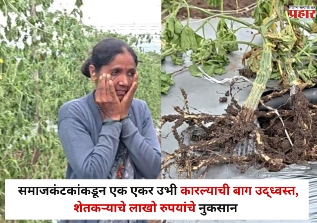 Nashik : संतापजनक ! समाजकंटकांकडून एक एकर उभी कारल्याची बाग उद्ध्वस्त ! शेतकऱ्याचे लाखो रुपयांचे नुकसान