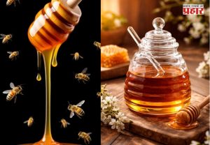Honey Benefits : रोज मध खाल्ल्याने शरीराला मिळतात 'हे' जबरदस्त फायदे; जाणून घ्या तज्ज्ञ काय सांगतात