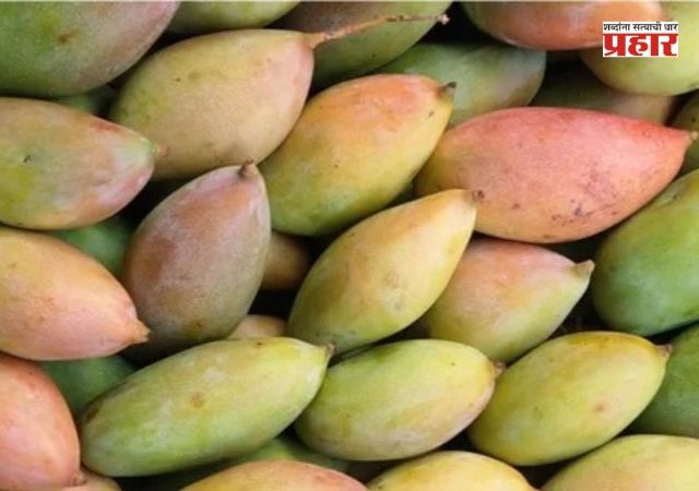 Totapuri mango : तोतापुरी आंबा क्षेत्राच्या सर्वसमावेशक मूल्यांकनासाठी उच्चस्तरीय समिती स्थापन करण्याचे निर्देश