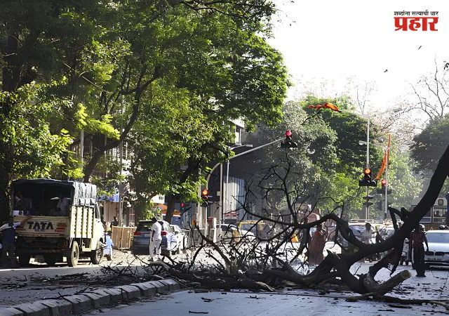 Tree Collapse Accident In Mumbai : धक्कादायक! मुसळधार पावसात आणखी एक बळी; आरे कॉलनीत तरुणाचा दुर्दैवी अंत