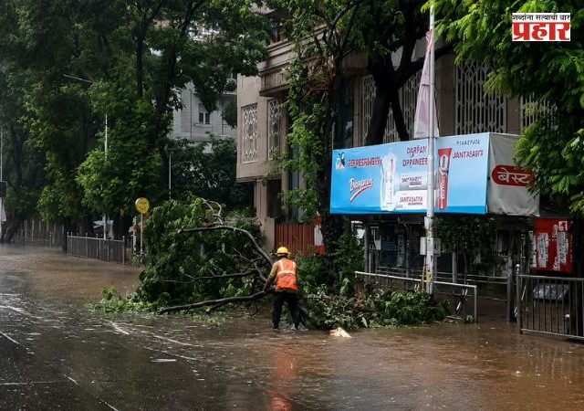 BMC : झाडांच्या छाटणी कंत्राट कामावरून उद्यान विभागाची मनसेने काढली सालटी