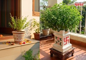 Tulsi Vrindavan : घरातील तुळशी वृंदावनाचे महत्त्व काय? तुळशी सुकू नये म्हणून 'या' गोष्टींची घ्या विशेष काळजी