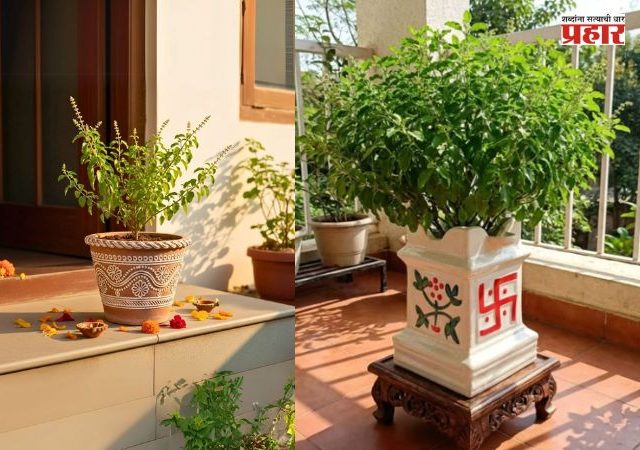 Tulsi Vrindavan : घरातील तुळशी वृंदावनाचे महत्त्व काय? तुळशी सुकू नये म्हणून 'या' गोष्टींची घ्या विशेष काळजी