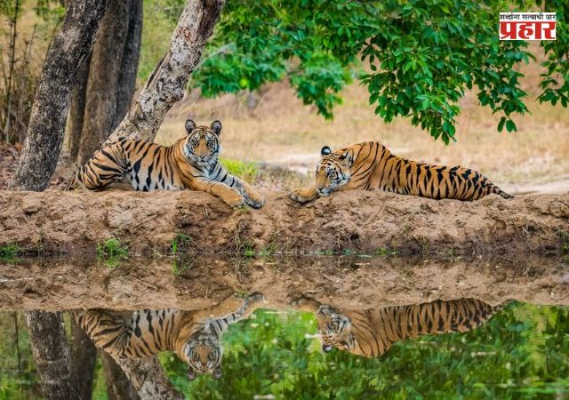 World Tiger Day 2026: जिथे एकेकाळी गावं होती, तिथे आज वाघांची डरकाळी! सातपुड्यात वाघांचा मुक्त संचार