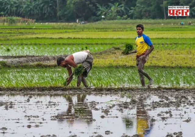मराठवाड्यात पिकांना नवसंजीवनी