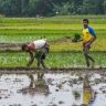 मराठवाड्यात पिकांना नवसंजीवनी
