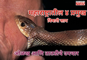 Monsoon and Snakebites : महाराष्ट्रातील ४ प्रमुख विषारी साप, ओळख आणि तातडीचे उपचार