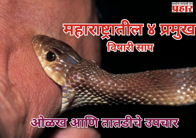 Monsoon and Snakebites : महाराष्ट्रातील ४ प्रमुख विषारी साप, ओळख आणि तातडीचे उपचार