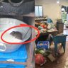 Nalasopara Viral Video : नालासोपाऱ्यात हॉटेलच्या भातावर उंदरांचा हैदोस; ग्राहकांच्या जीवाशी खेळणाऱ्या हॉटेलवर कठोर कारवाईची मागणी