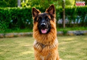 Police Dog Retirement : राज्य सरकारचा निर्णय! 10 वर्षे सेवा केल्यानंतरही पोलीस श्वान पोलिसांसोबतच राहणार