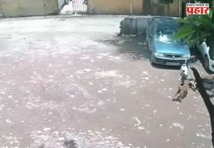 Pimpri-Chinchwad News : बापरे! खेळता खेळता अचानक कुत्र्यांच्या टोळक्याने घेरलं अन् चिमुकलीवर भीषण हल्ला