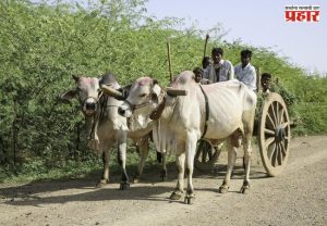 Maharashtra Farmers : शेतकऱ्यांसाठी मोठी बातमी! देशी बैलजोडी खरेदीसाठी मिळणार १.२६ लाखांपर्यंत अनुदान; असा करा अर्ज