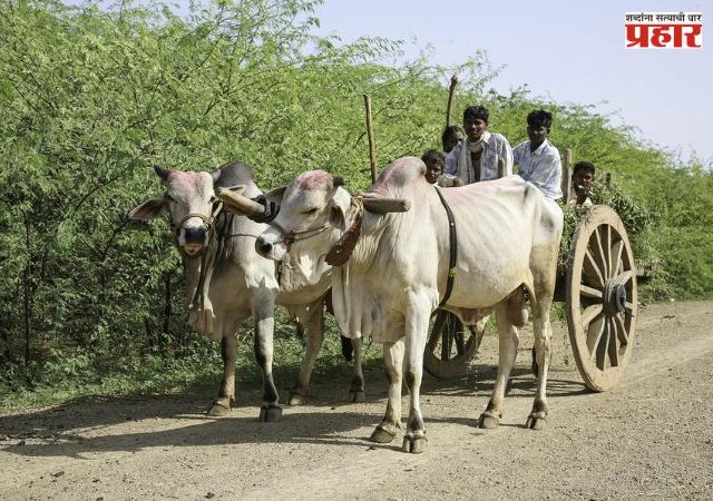 Maharashtra Farmers : शेतकऱ्यांसाठी मोठी बातमी! देशी बैलजोडी खरेदीसाठी मिळणार १.२६ लाखांपर्यंत अनुदान; असा करा अर्ज