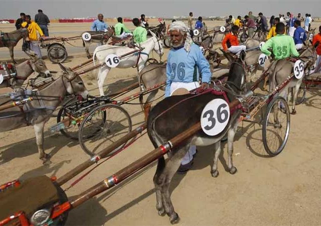 donkey derby : कराचीत रंगली गाढवांची शर्यत