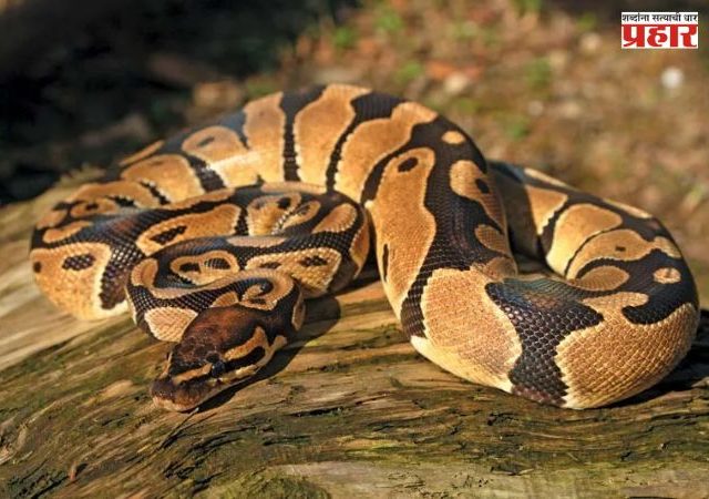 Python Snake : अंधेरीतील फ्लॅटमध्ये बेकायदेशीरपणे पाळला होता अजगर! वनविभागाच्या छाप्यात धक्कादायक प्रकार उघड