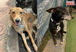 Vaccinated Stray Dogs : क्यु आर कोड पहा आणि आपला कुत्रा ओळखा