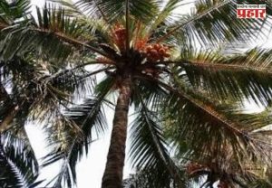 Mumbai News : मुंबईतील नारळाच्या झाडांपासून धोका