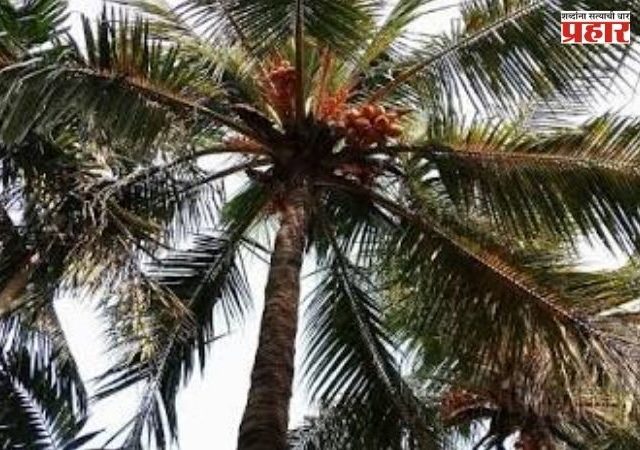 Mumbai News : मुंबईतील नारळाच्या झाडांपासून धोका