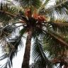 Mumbai News : मुंबईतील नारळाच्या झाडांपासून धोका