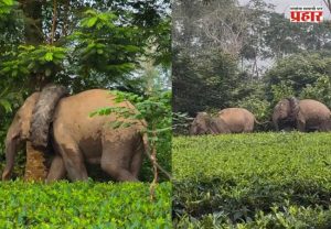 Assam Elephant Rescue : टायरच्या विळख्यात अडकला हत्ती; वन विभागाच्या शर्थीच्या प्रयत्नांनी वाचला जीव!