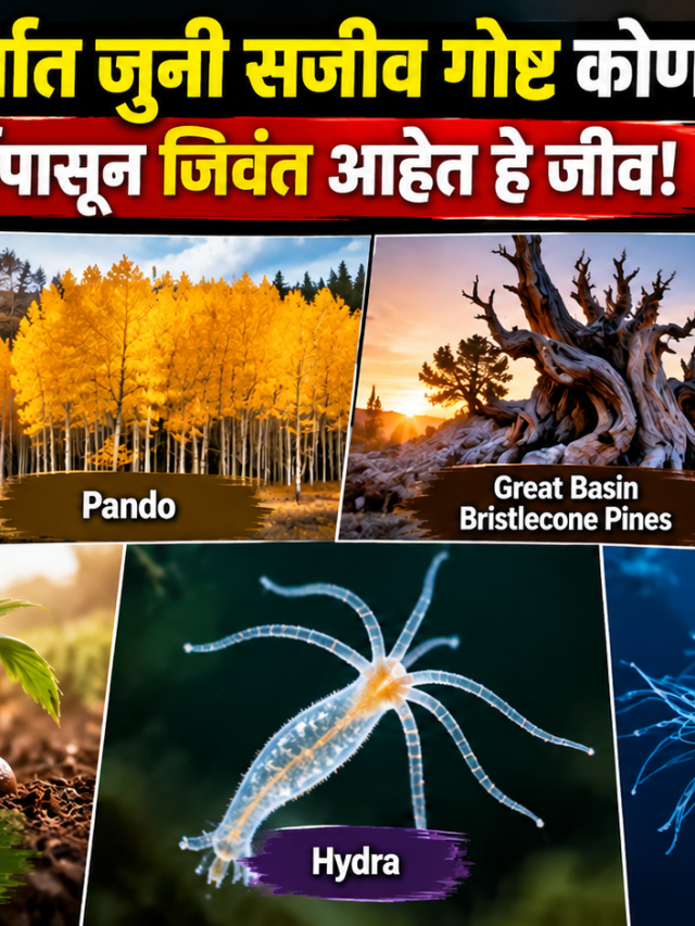 पृथ्वीवरील सर्वात जुनी सजीव गोष्ट कोणती? हजारो वर्षांपासून जिवंत आहेत हे जीव!