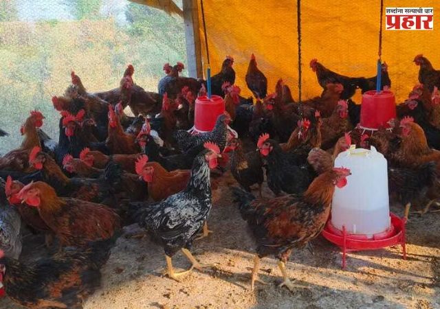 Mumbai Chicken Shops : मुंबईतील सर्व कोंबडी विक्रेत्यांच्या दुकानांची होणार तपासणी?