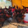 Mumbai Chicken Shops : मुंबईतील सर्व कोंबडी विक्रेत्यांच्या दुकानांची होणार तपासणी?