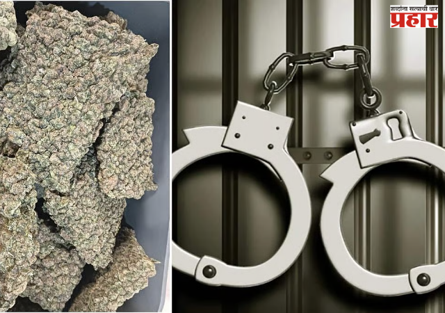 Drug bust Mumbai : मुंबई विमानतळावर ११.८ किलो हायड्रोपोनिक गांजा जप्त; बँकॉकहून आलेल्या महिलेला अटक