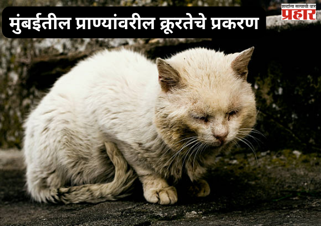 Animal Cruelty Case : गोवंडीत क्रूरतेचा कळस! सराईत मांजर मारेकऱ्याचा शोध सुरू, माहिती देणाऱ्याला घसघशीत बक्षीस