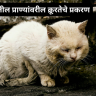 Animal Cruelty Case : गोवंडीत क्रूरतेचा कळस! सराईत मांजर मारेकऱ्याचा शोध सुरू, माहिती देणाऱ्याला घसघशीत बक्षीस