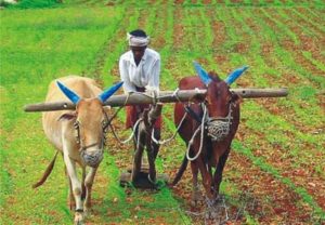 Maharashtra Government : कर्जमुक्ती योजनेतील पात्र शेतकऱ्यांसाठी ३ हजार कोटी