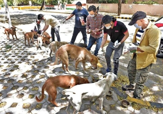 Mira Bhayandar News: भटक्या श्वानांना खाद्य दिल्यास दंड; महापालिकेच्या निर्णयावर पशुसंवर्धन विभागाने मागवला रिपोर्ट