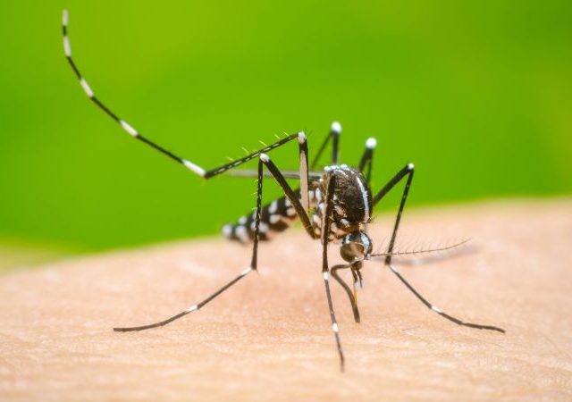 Dengue Cases Mumbai : डेंग्यू, मलेरियाच्या आजारांत वाढ, महापालिकेच्यावतीने धुम्रफवारणीकरता टॅमिफॉस आणि ऍल्युमिनियम फॉस्फाईड
