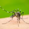 Dengue Cases Mumbai : डेंग्यू, मलेरियाच्या आजारांत वाढ, महापालिकेच्यावतीने धुम्रफवारणीकरता टॅमिफॉस आणि ऍल्युमिनियम फॉस्फाईड