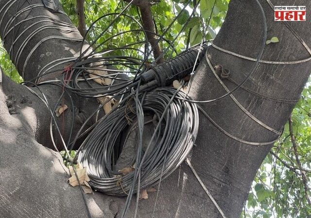 Mumbai Trees Damaged by Cables : टेलिकॉम कंपन्यांच्या केबल्सचा झाडांना विळखा