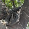 Mumbai Trees Damaged by Cables : टेलिकॉम कंपन्यांच्या केबल्सचा झाडांना विळखा