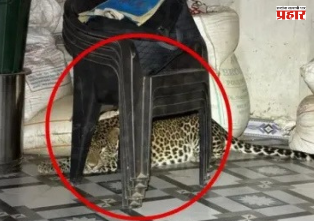 Nashik : ...अन् बिबट्या थेट घरात शिरला, कुटुंबियांच्या प्रसंगावधानाने मोठा अनर्थ टळला