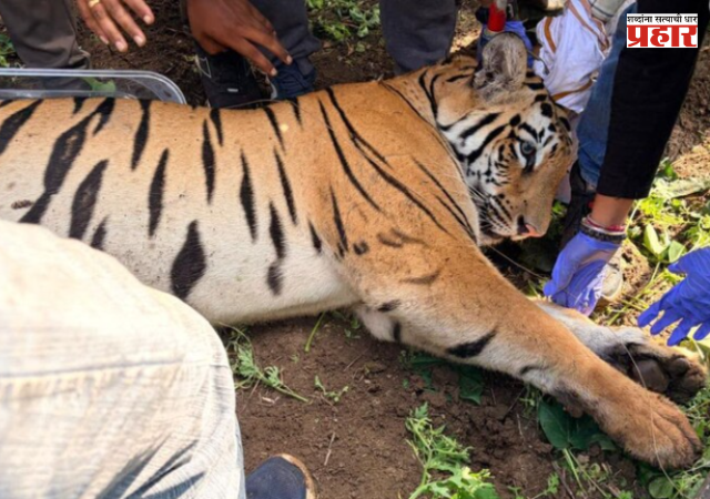 Pinky Tigress : ‘पिंकी’ची दहशत संपली! ४ बळी घेणारी नरभक्षक वाघीण अखेर जेरबंद