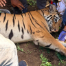 Pinky Tigress : ‘पिंकी’ची दहशत संपली! ४ बळी घेणारी नरभक्षक वाघीण अखेर जेरबंद